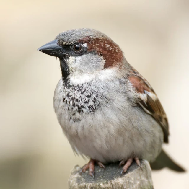 Gorrión común, un guardián de la biodiversidad urbana