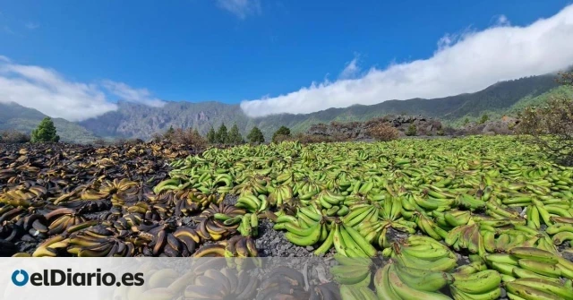 La debacle del plátano de Canarias se extiende a septiembre con otro millón de kilos destruidos