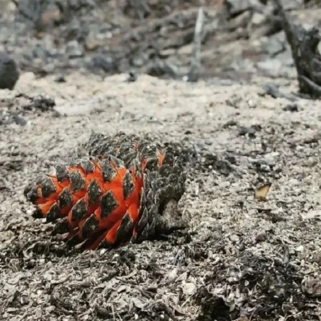 Piñas ‘acorazadas’ que actúan como cápsulas de supervivencia en los incendios forestales