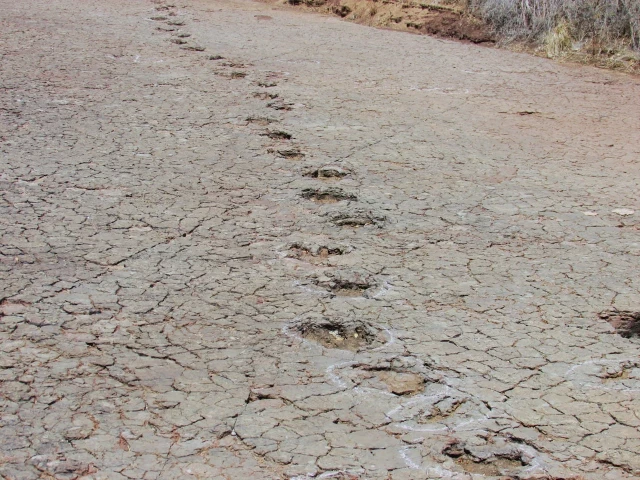 Huellas de dinosaurio coincidentes encontradas en orillas opuestas del Atlántico muestran el lugar por el que cruzaron en el Cretácico