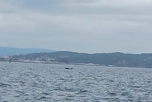 Avistan orcas en la ría de Arousa, a donde se adentran en busca de comida