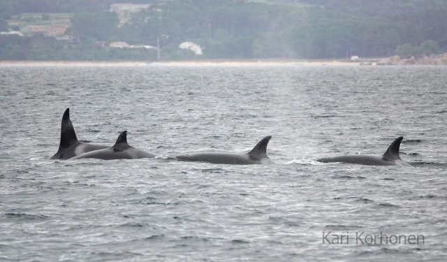 ¿Quién es quién en la familia de orcas que visitó la ría de Arousa? Están Toñi, Pingu, Gladis..