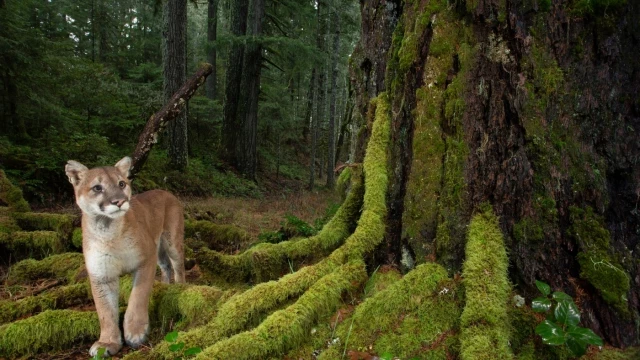 Un fotógrafo capta la vida en los últimos bosques virgenes de Estados Unidos [ENG]