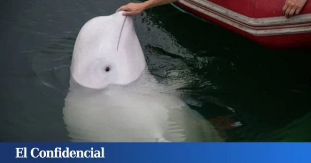 ¿Quién fue Hvaldimir? La 'ballena espía rusa' que ha sido hallada muerta en Noruega