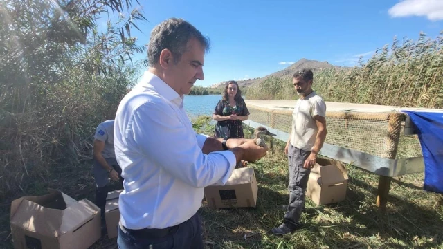 Al rescate del pato más amenazado de Europa