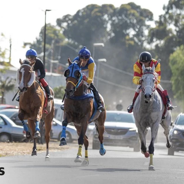 La Guardia Civil investiga a un hombre en Tenerife que 'dopó' a su caballo para competir y terminó causándole la muerte