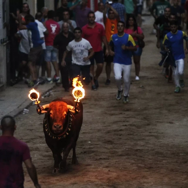 Golpes de calor, ahogamientos y descargas eléctricas: los toros sufren un verano más la barbarie de las fiestas patronales