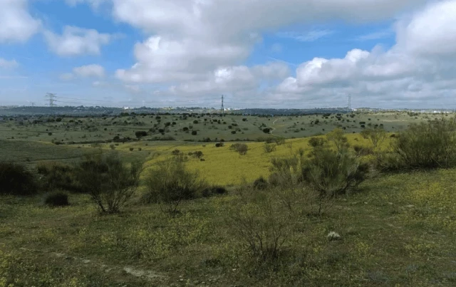 La nueva urbanización que plantea una tala masiva de árboles en Alcobendas