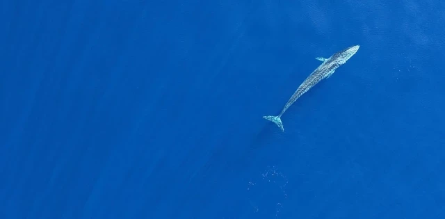 Conservación entre fronteras: reservas marinas móviles para proteger especies migratorias