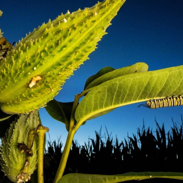 ¿Los animales saben curarse las heridas? : estas cinco especies saben cómo curarse las heridas