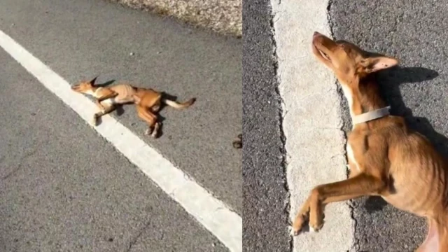 El emocionante rescate de una perrita con anemia abandonada en una carretera de Jaén