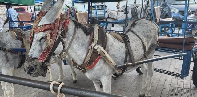 Pacma presenta 'macro denuncia' por "maltrato animal" en los burro taxis de Mijas (Málaga)