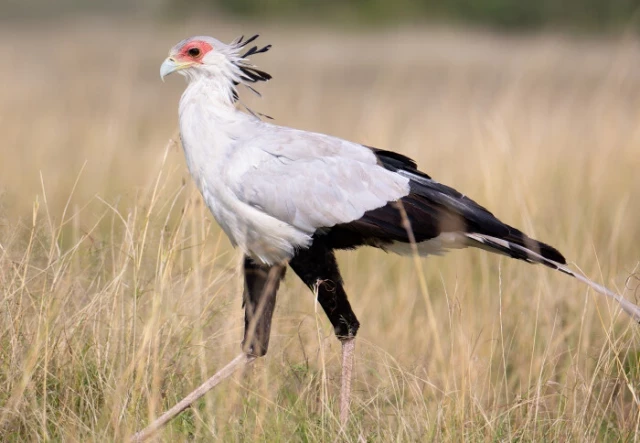 Proteger el 0,7% de la tierra podría ayudar a salvar 1/3 de las especies únicas y en peligro de extinción (eng)