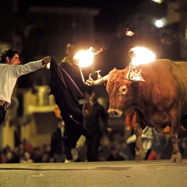 El Gobierno de Chueca volverá a permitir el maltrato animal en las calles de Zaragoza