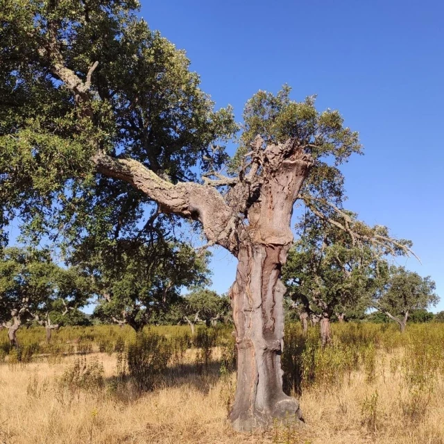 Aves y murciélagos para salvar la dehesa extremeña, infestada de insectos comedores de madera