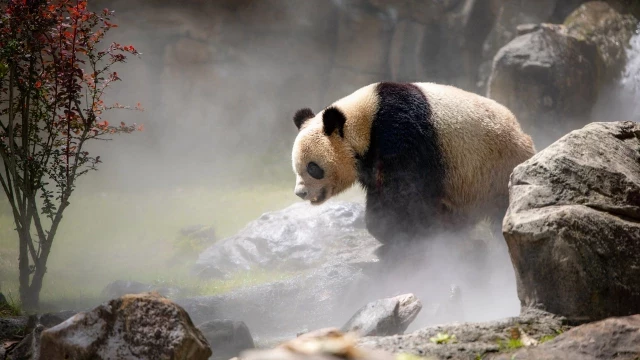 El efecto ‘bosque vacío’ y la defaunación: hablemos de la extinción masiva de animales en el planeta