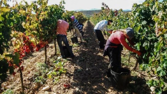 "Siguen obligándoles a trabajar con huesos rotos": los sindicatos alertan del riesgo de explotación a los migrantes circulares