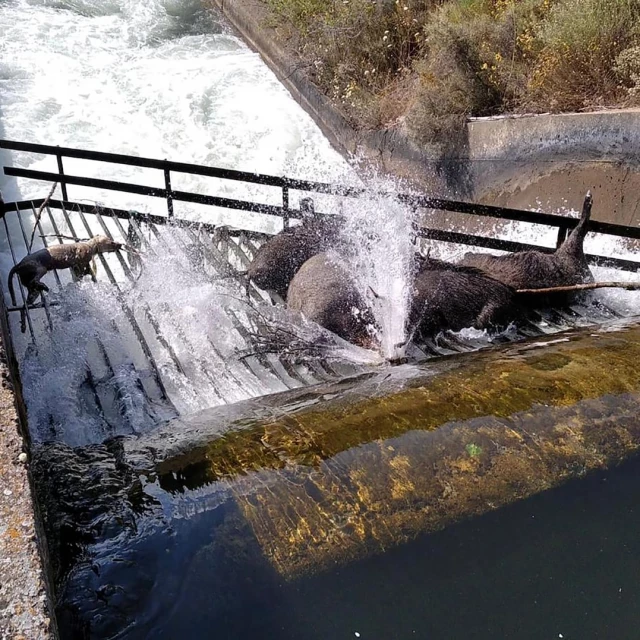 Corzos y jabalíes agonizan hasta morir ahogados en el Canal de riego Arriola en León