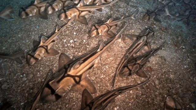 Robot submarino registra miles de tiburones durmiendo en el fondo del mar en Australia