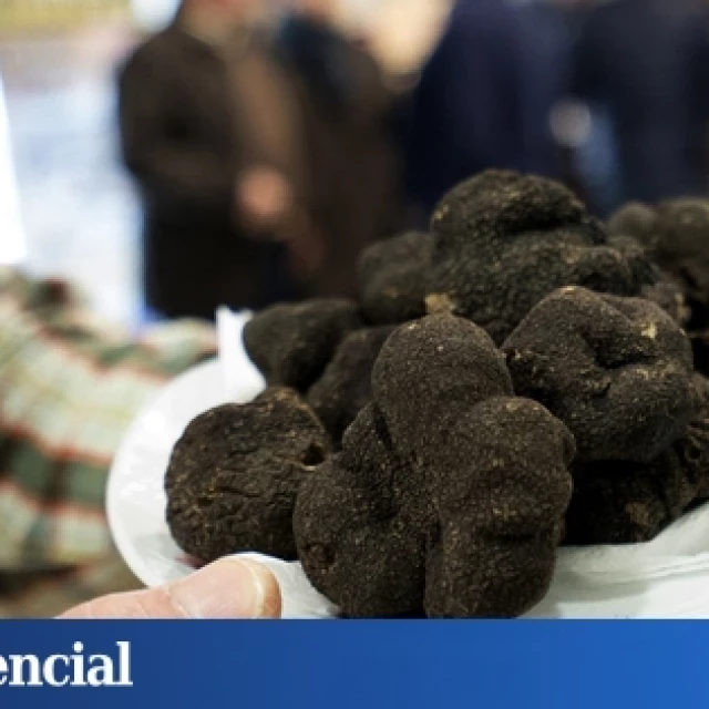 De tierra infértil a imperio familiar: el negocio millonario de las trufas impulsa a toda una comarca de Teruel