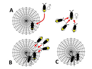 La araña que atrae presas manipulando señales luminosas