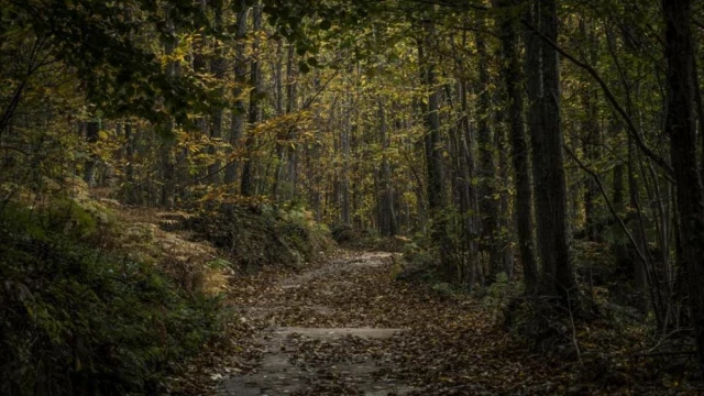 Cuando los árboles dejan ver el bosque