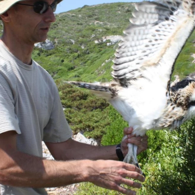 Águila pescadora| El seguimiento de un ejemplar de Cabrera rompe todos los esquemas científicos