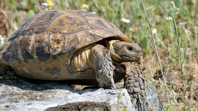 Secuencian el genoma completo de la tortuga mora