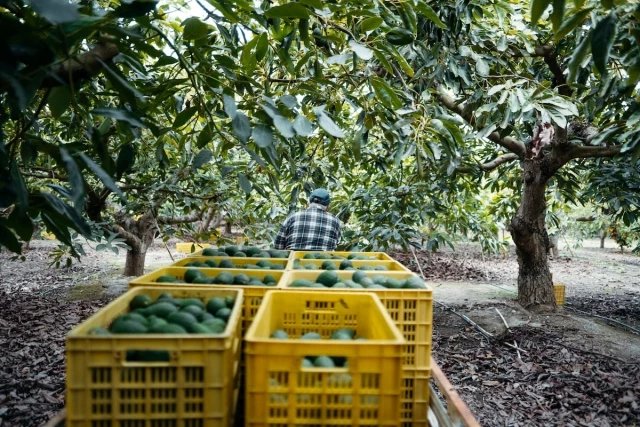 La huella ecológica del cultivo del aguacate en Málaga y Granada: pozos ilegales, estrés hídrico y suelos degradados