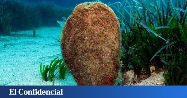 Expolio de los 'mejillones gigantes' en el Mar Menor: se busca a un ladrón de nacras