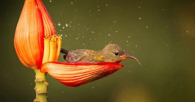 Fotógrafo capta un diminuto pájaro carmesí bañándose en un estanque de pétalos de plátano [ENG]