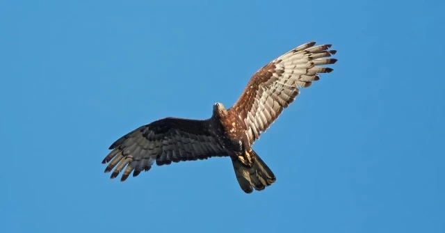 Mira hacia el cielo: llegó el momento de migración de las aves