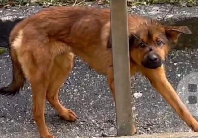 Cárcel para la pareja que abandonó un perro con bridas en el hocico en Burgos