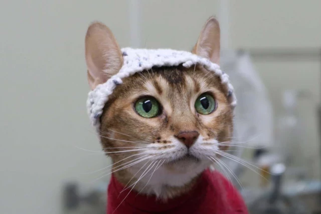 Registran la actividad cerebral de los gatos con la ayuda de gorros de crochet