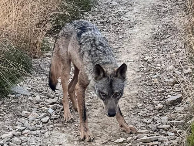 Vídeo: Un lobo sorprende a peregrinos en el Camino de Santiago