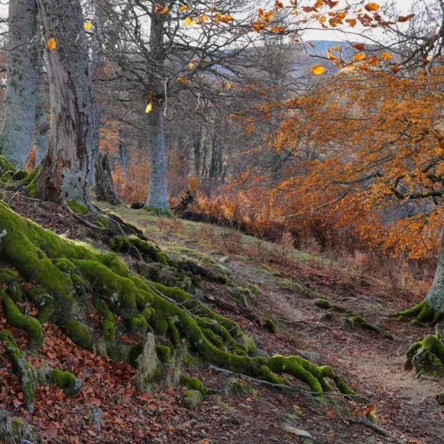 Gamueta, un hayedo de Aragón entre los bosques atlánticos mejor conservados