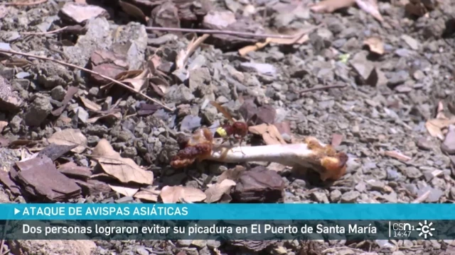 Avispas asiáticas atacan a un agricultor y un guarda de una finca en el Puerto de Santa María