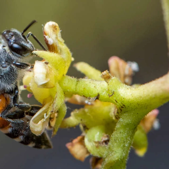 Encuentran por primera vez una colonia de abejas enanas rojas en Europa. ¿Hasta qué punto son un peligro?