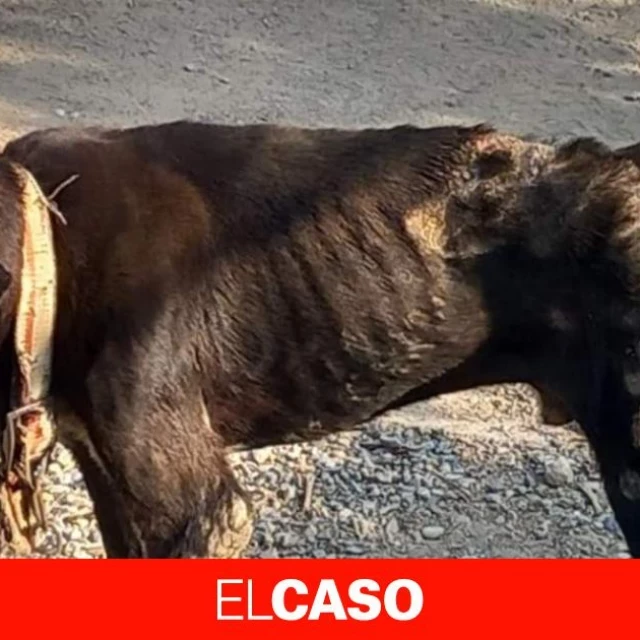 Encuentran decenas de animales raquíticos y en condiciones insalubres en una finca de Sant Esteve Sesrovires