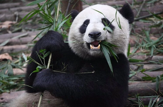 El oso panda no siempre fue herbívoro