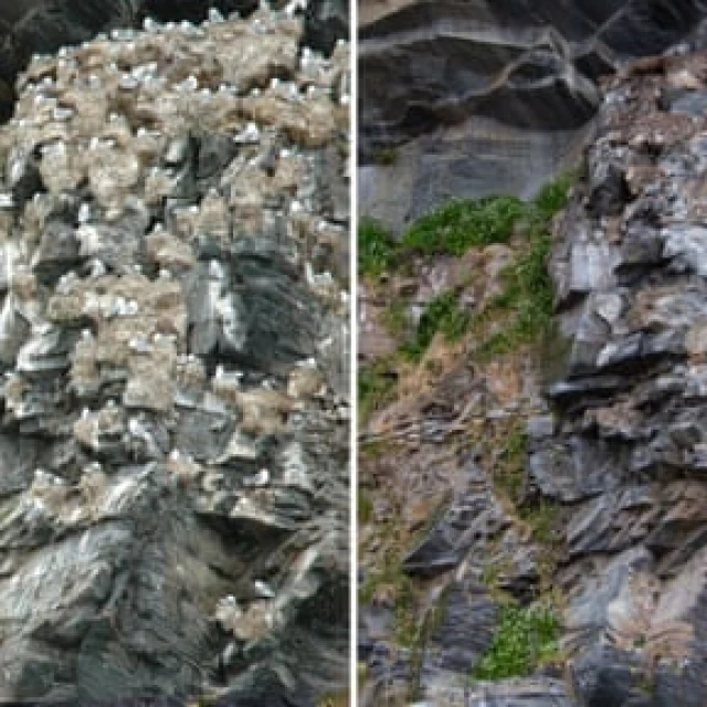 Impactantes fotografías del antes y el después revelan el acusado declive de las aves marinas de Noruega [ENG]