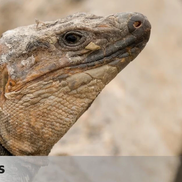 El lagarto endémico de Gran Canaria: un gigante abocado a la extinción