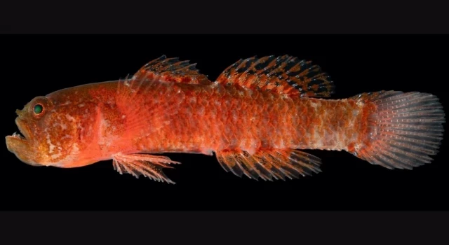 Nueva especie de pez 'gruñón' descubierto en el Mar Rojo