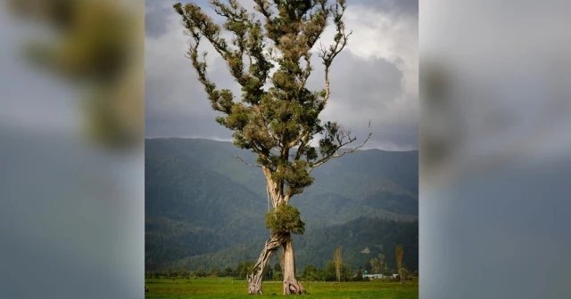 Un árbol "andante" que parece una criatura de "El Señor de los Anillos" ganó el concurso de 'Árbol del Año' de Nueva Zelanda [ENG]