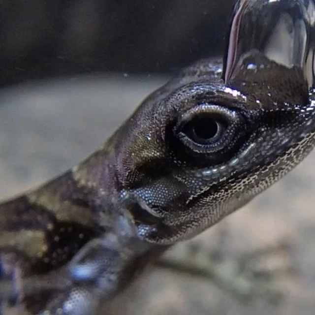 Descubren el extraño truco de este reptil para contener 20 minutos la respiración