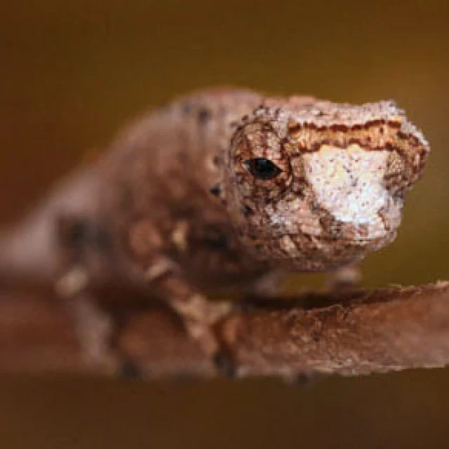 Descubierto una nueva especie de camaleón diminuto: Brookesia nofy [ENG]