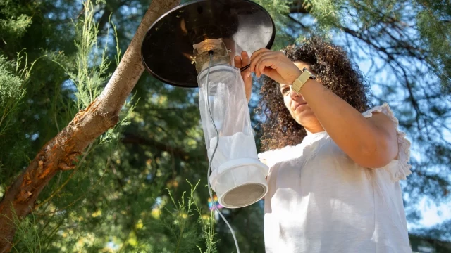 Brote de dengue autóctono en Tarragona, con ocho casos: "Llevamos 15 días que el tiempo es genial para el mosquito tigre"