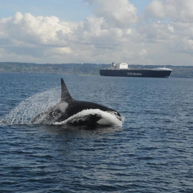 El ruido submarino de los buques complica la alimentación de las orcas