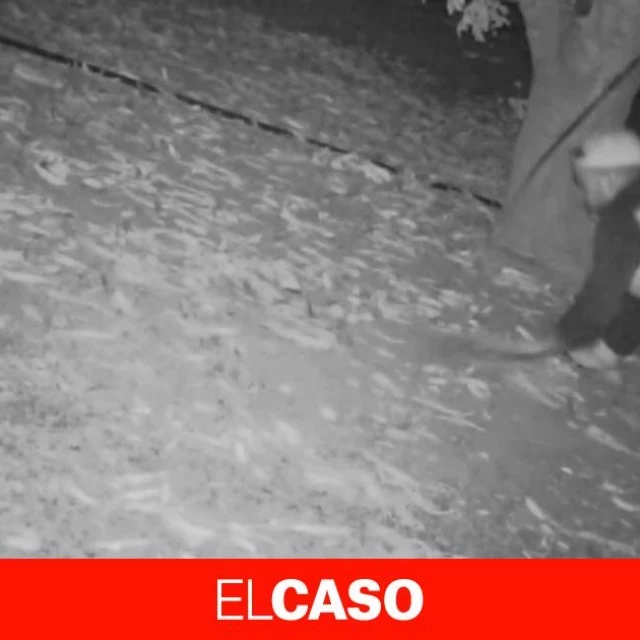 Los agricultores del Camp de Tarragona, hartos de robos: vídeo pillados robando algarrobas, el pan de cada día