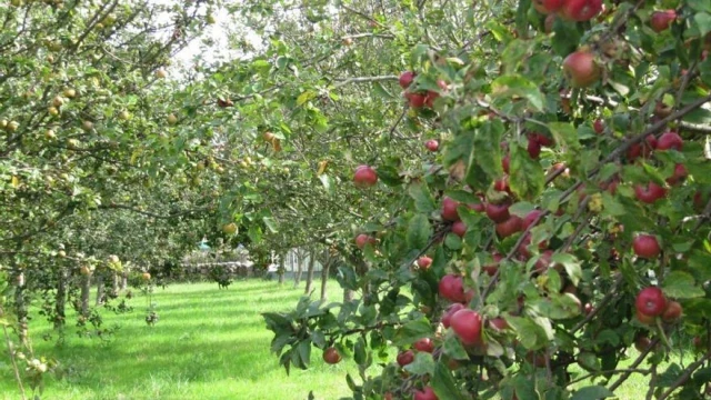 La cosecha de manzana de sidra es de "excelente calidad" y cubrirá la demanda, pese a ser año "veceru"